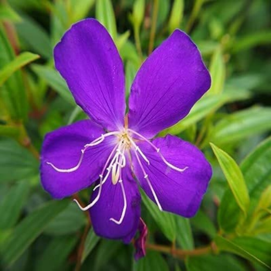 Vibrant Melastoma Purple Hybrid Flower Plant - Live Garden Beauty