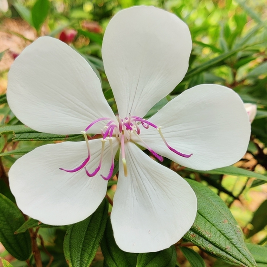 Melastoma White Hybrid Flower Plant: Elegant Blossoms for Your Indian Garden