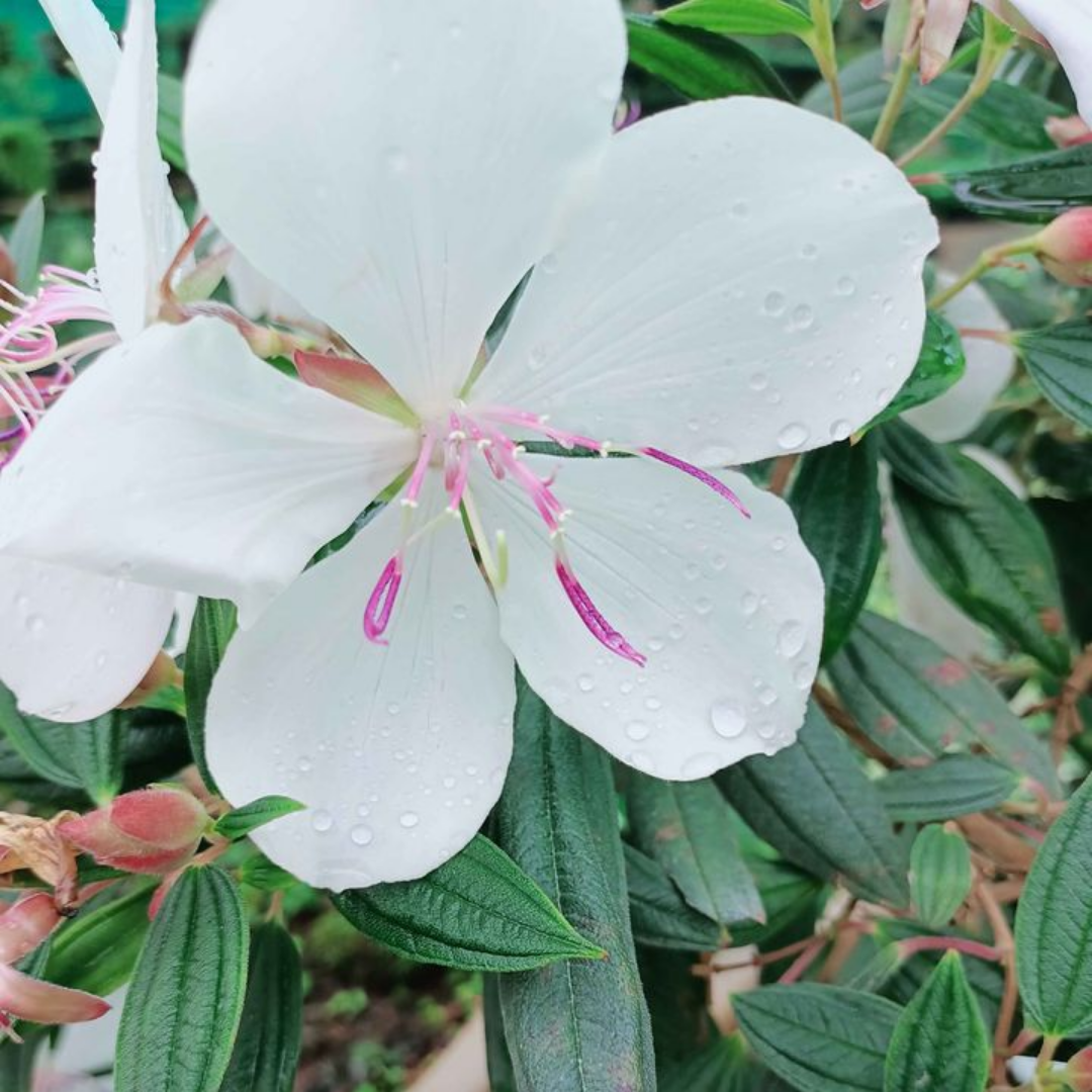 Melastoma White Hybrid Flower Plant: Elegant Blossoms for Your Indian Garden