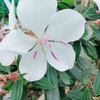 Melastoma White Hybrid Flower Plant: Elegant Blossoms for Your Indian Garden
