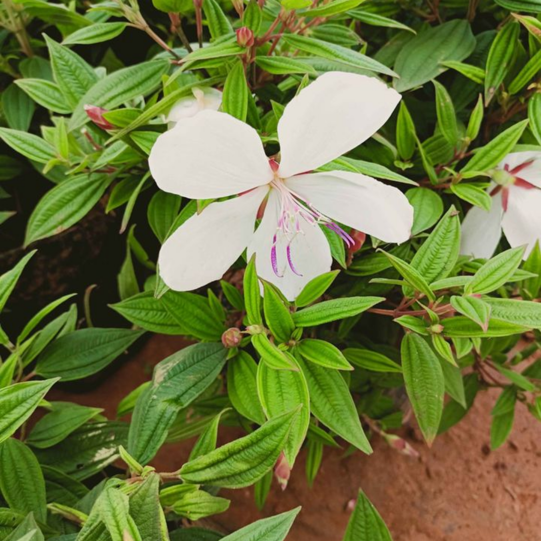 Melastoma White Hybrid Flower Plant: Elegant Blossoms for Your Indian Garden