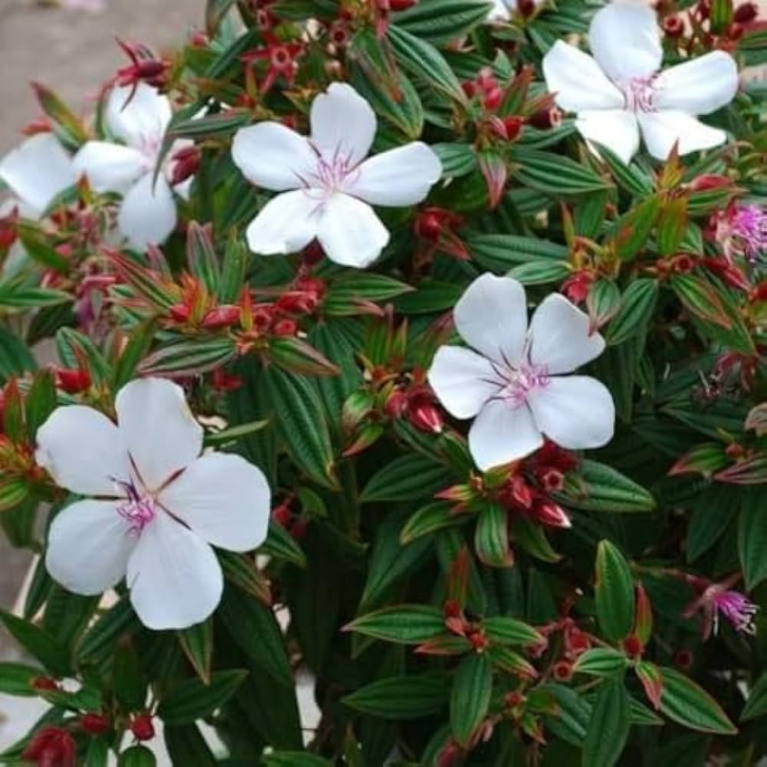 Melastoma White Hybrid Flower Plant: Elegant Blossoms for Your Indian Garden