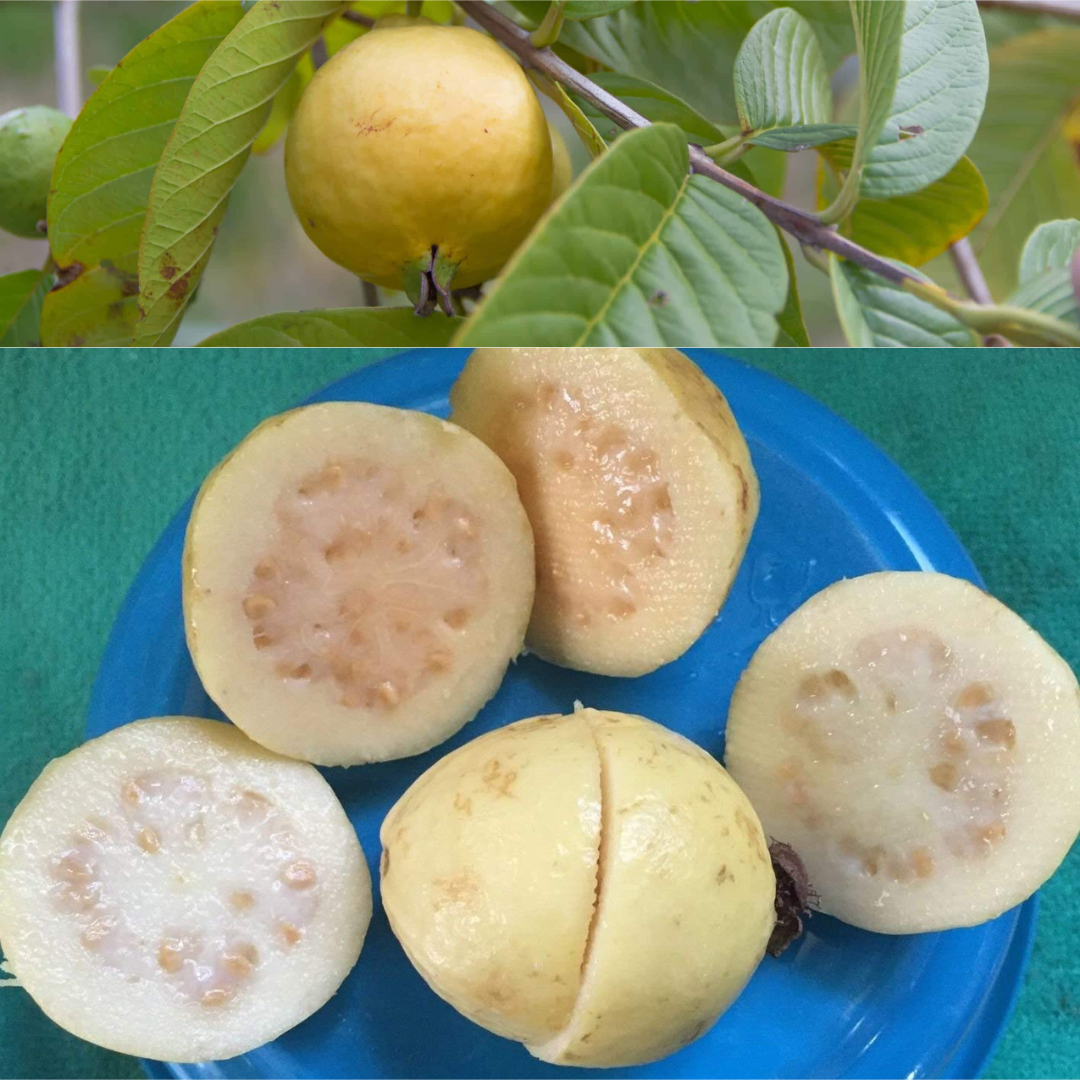 Mexican Cream Guava Hybrid Fruit Plant: Delicious, Aromatic, and Easy to Grow