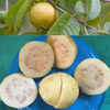 Mexican Cream Guava Hybrid Fruit Plant: Delicious, Aromatic, and Easy to Grow