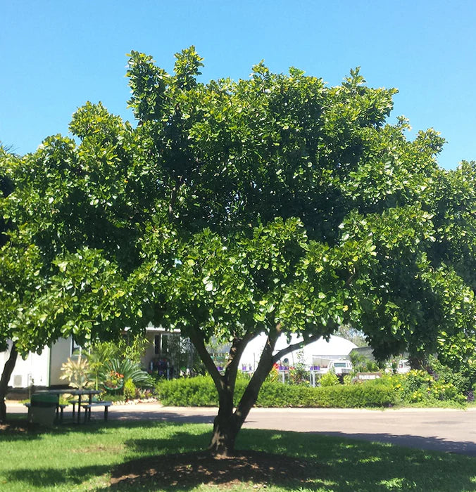 Pongamia Pinnata, Karanj -  Medicinal Plant Live Plants (Copy)