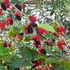 Nutrient-Rich Black Mulberry Fruit Plant: Antioxidant Powerhouse, Easy-Grow Live Plant