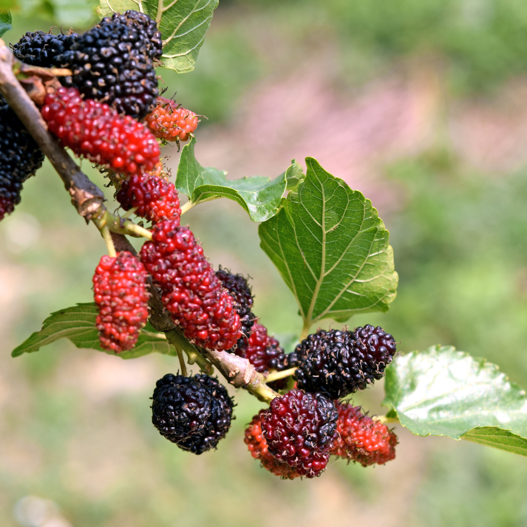 Nutrient-Rich Black Mulberry Fruit Plant: Antioxidant Powerhouse, Easy-Grow Live Plant
