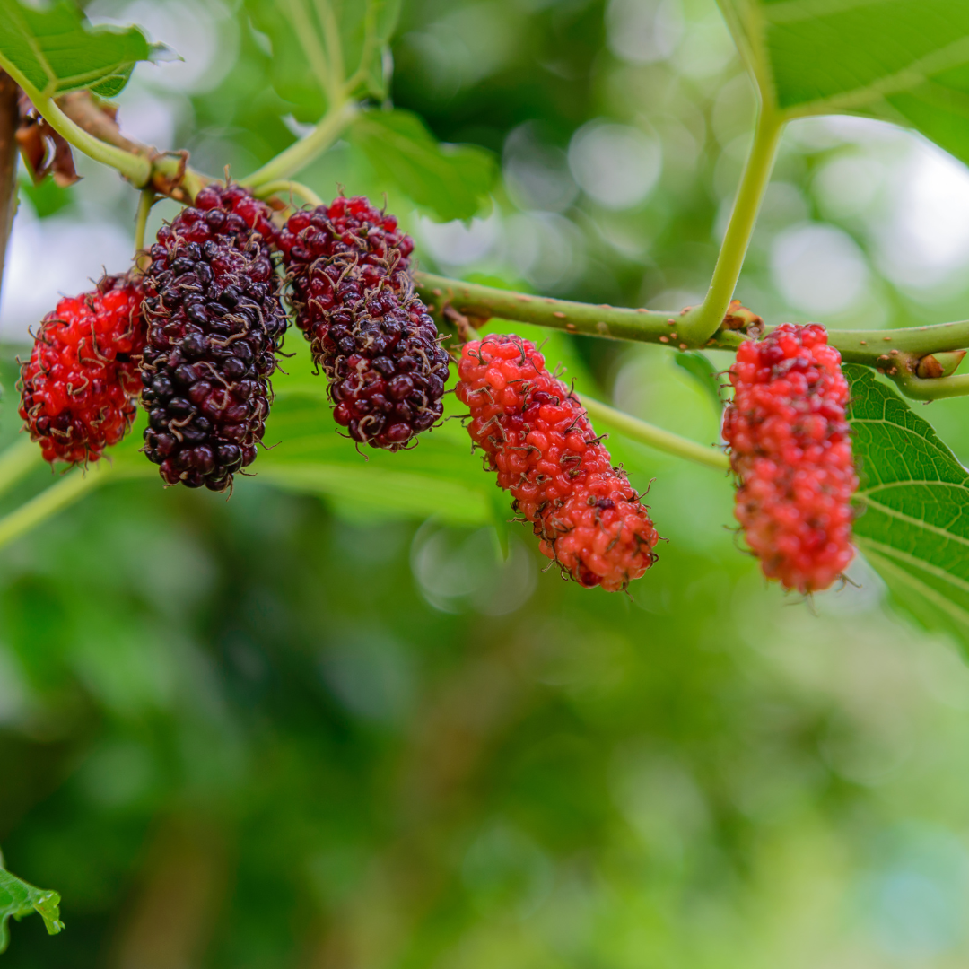 Nutrient-Rich Black Mulberry Fruit Plant: Antioxidant Powerhouse, Easy-Grow Live Plant
