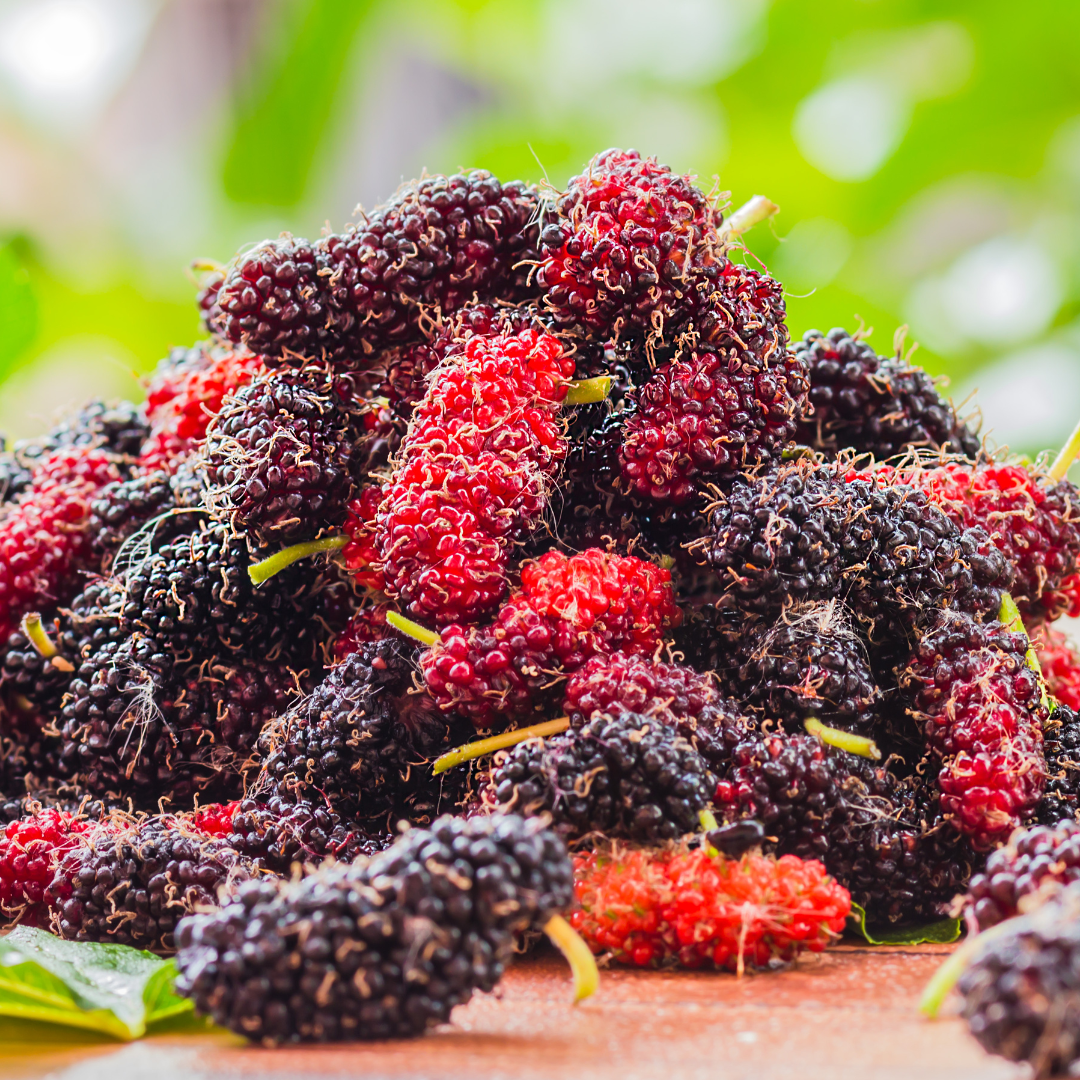 Nutrient-Rich Black Mulberry Fruit Plant: Antioxidant Powerhouse, Easy-Grow Live Plant
