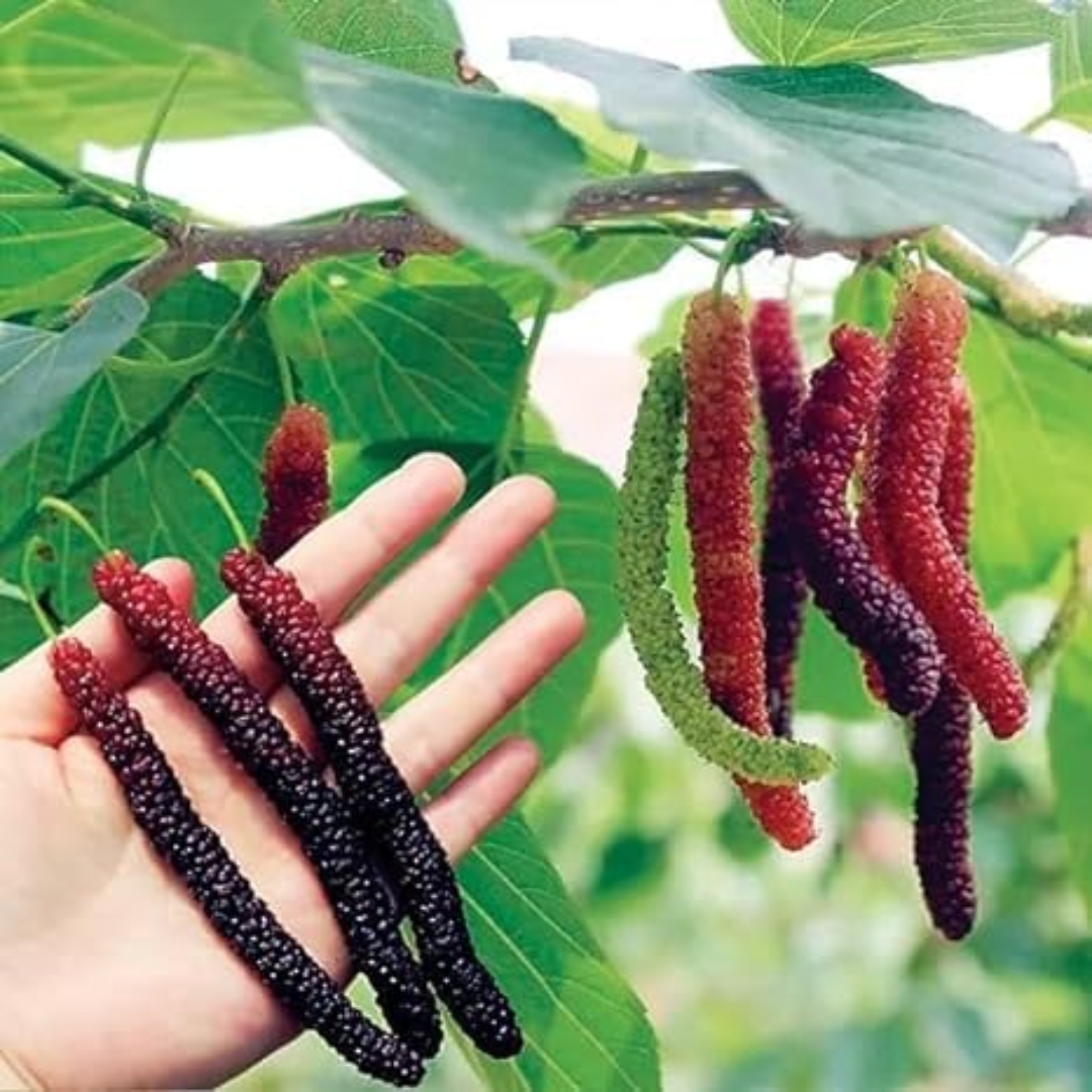 Black Long Mulberry Fruit Plant: High-Yielding, Delicious, and Nutritious Berries