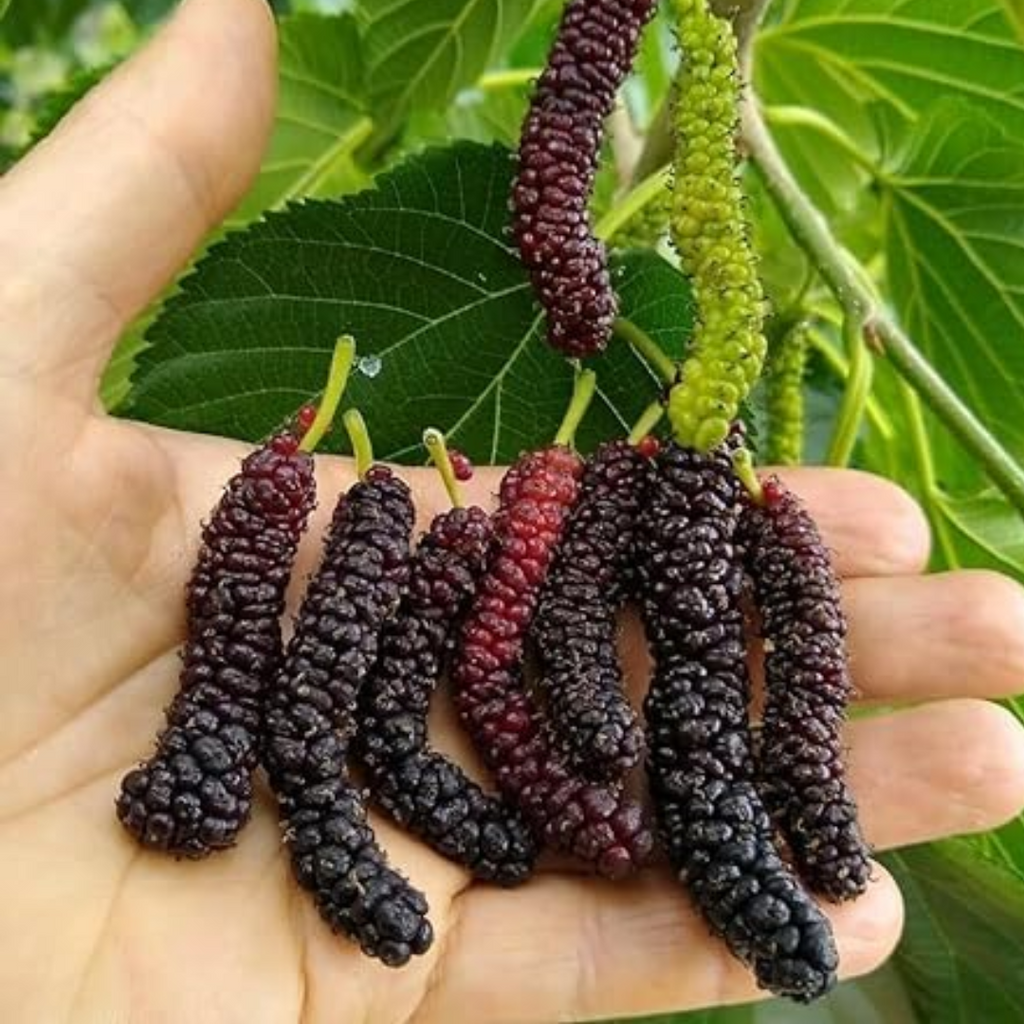 Black Long Mulberry Fruit Plant: High-Yielding, Delicious, and Nutritious Berries