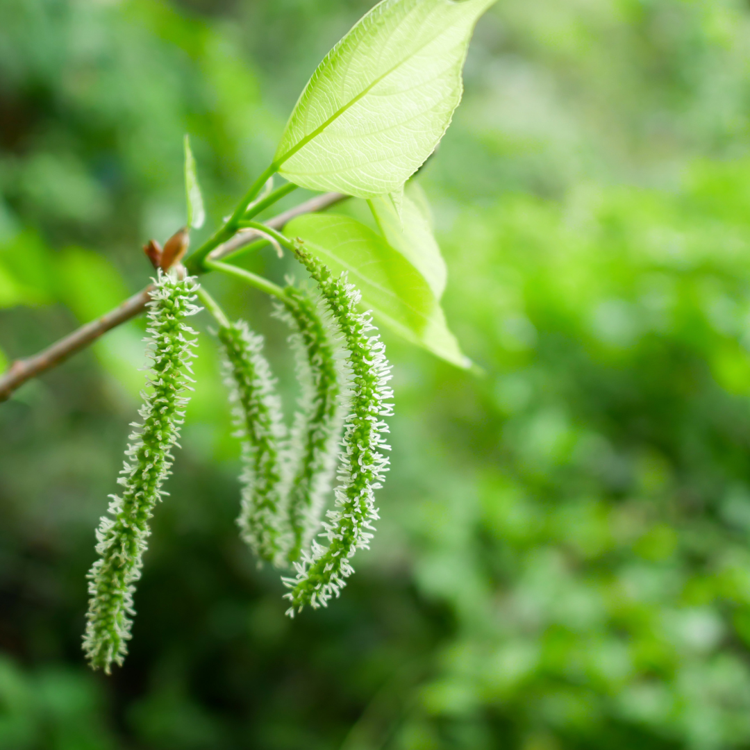 Black Long Mulberry Fruit Plant: High-Yielding, Delicious, and Nutritious Berries