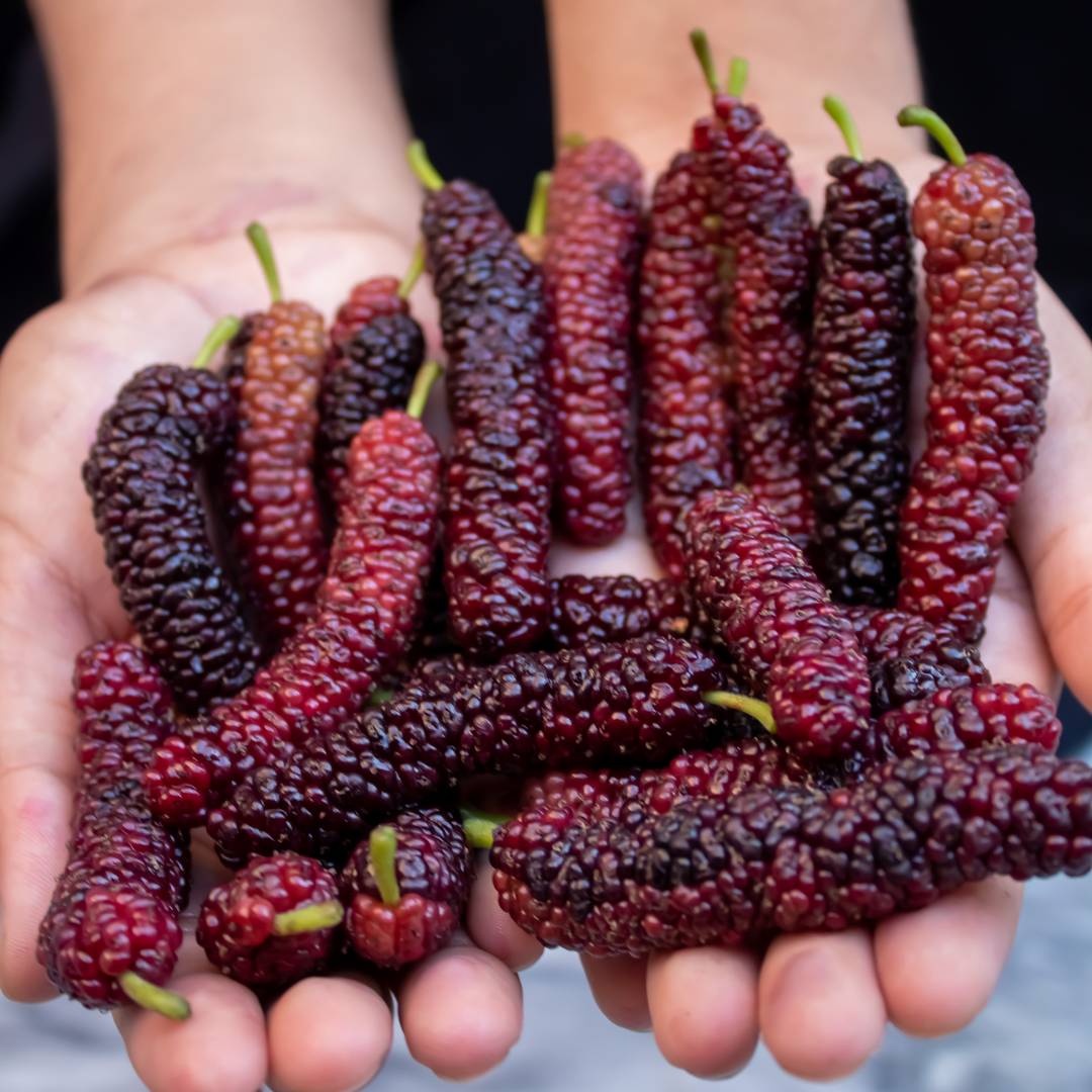 Black Long Mulberry Fruit Plant: High-Yielding, Delicious, and Nutritious Berries