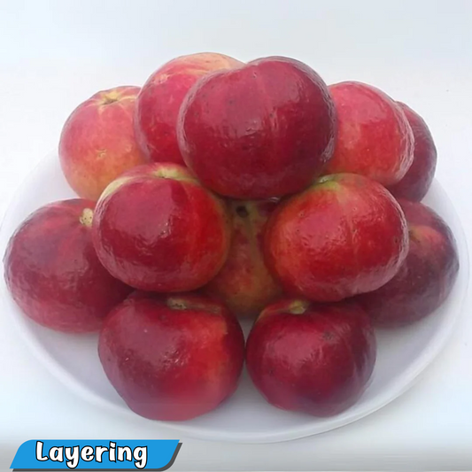 Exotic Guava Punjab Red Apple Hybrid Live Fruit Plant for Home Garden