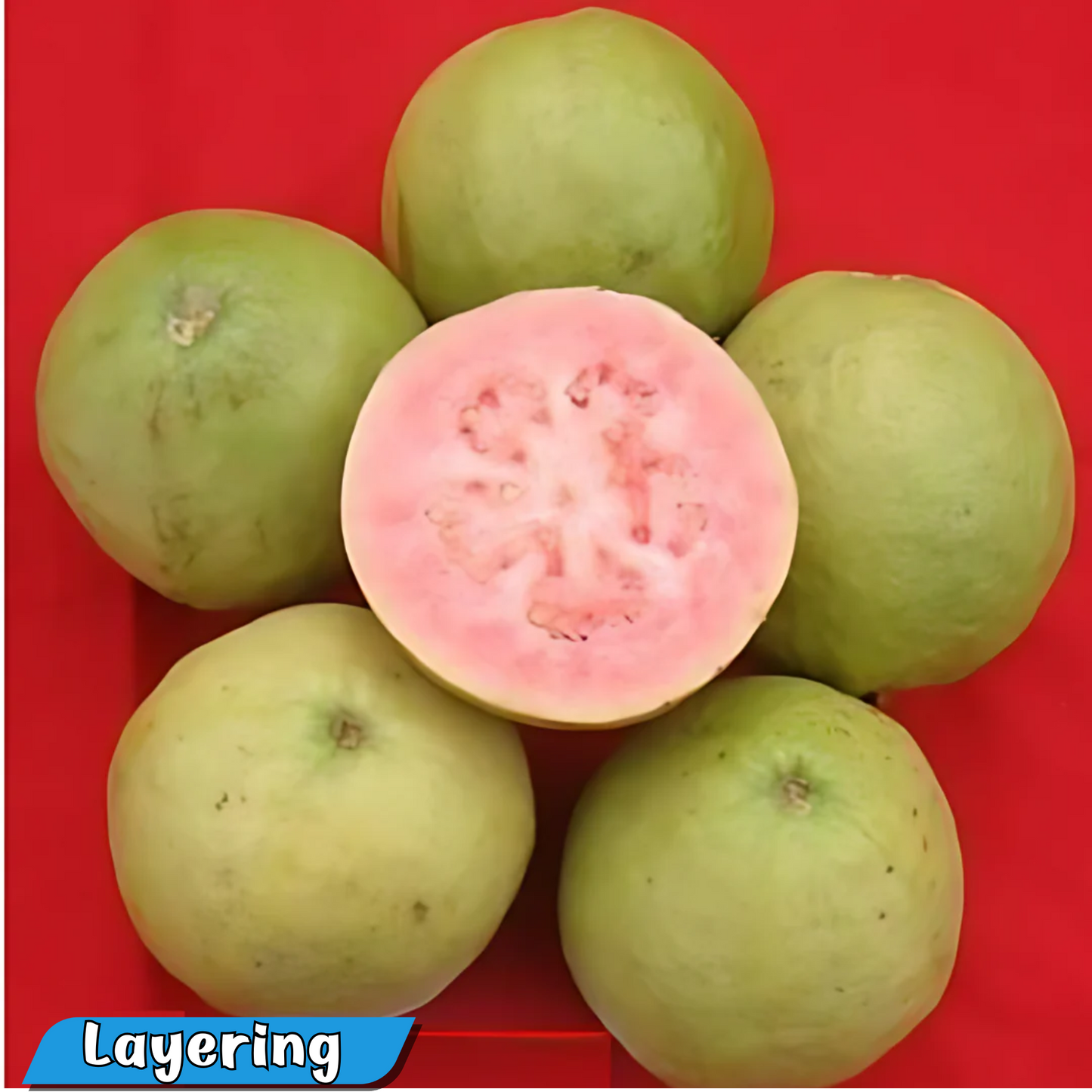 Punjab Kiran Hybrid Guava Fruit Plant: Grow Delicious, Healthy Guavas at Home