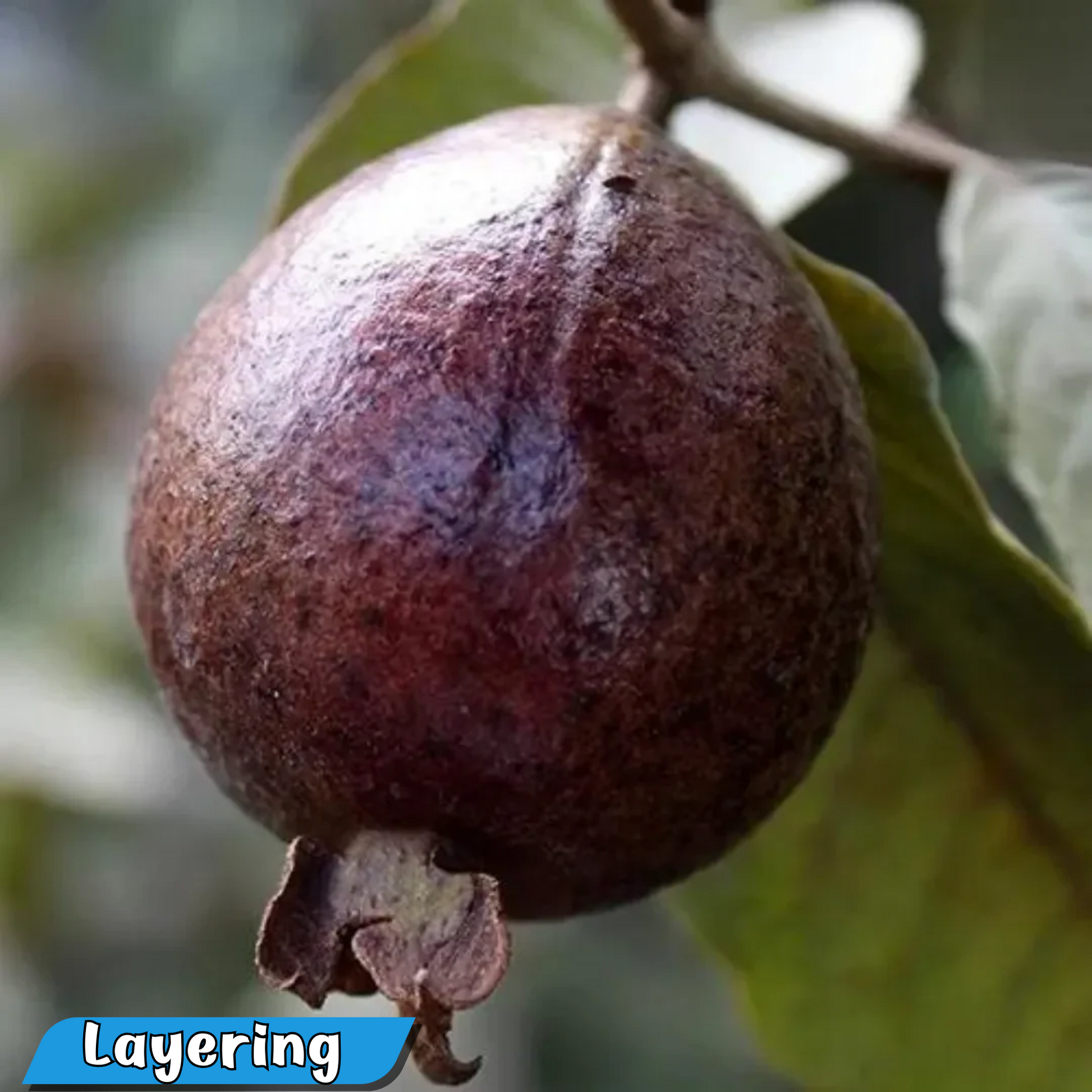Exotic Black Guava Hybrid Fruit Plant: Live, Healthy, and Ready to Grow