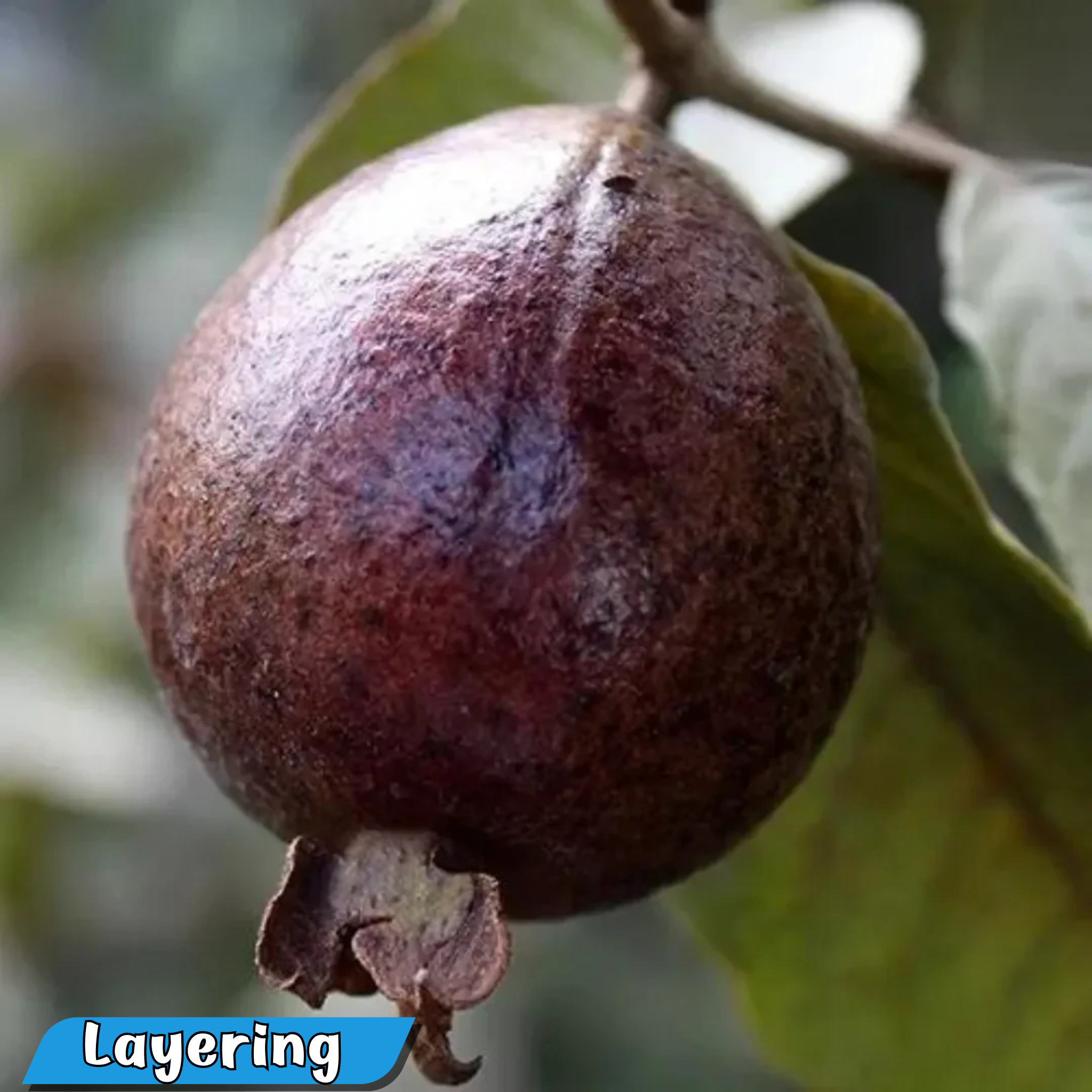 Exotic Black Guava Hybrid Fruit Plant: Live, Healthy, and Ready to Grow