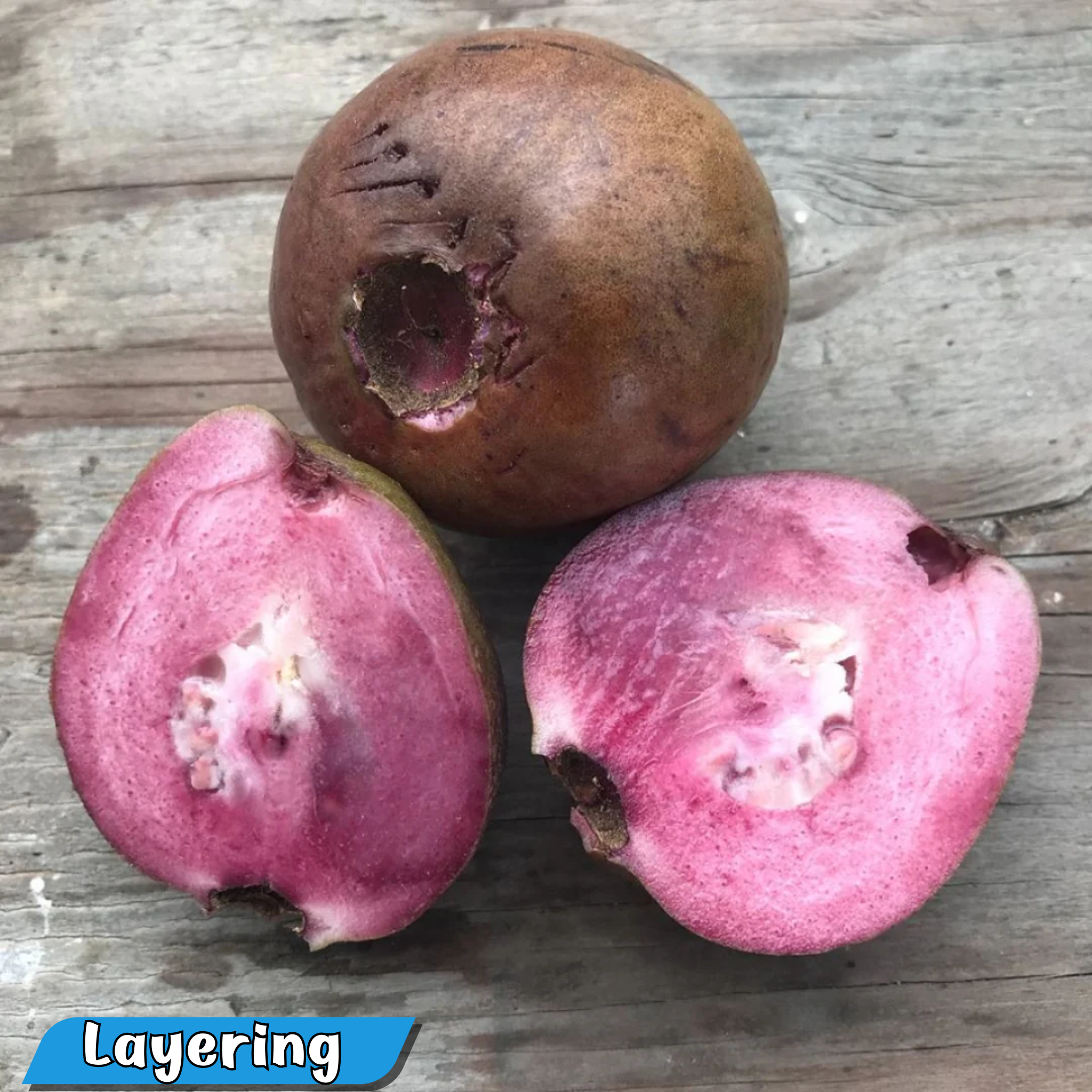 Purple Guava Hybrid Fruit Plant: Live, Healthy, Thriving, Easy-Care