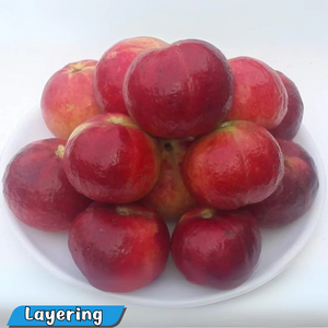 Exotic Guava Punjab Red Apple Hybrid Live Fruit Plant for Home Garden