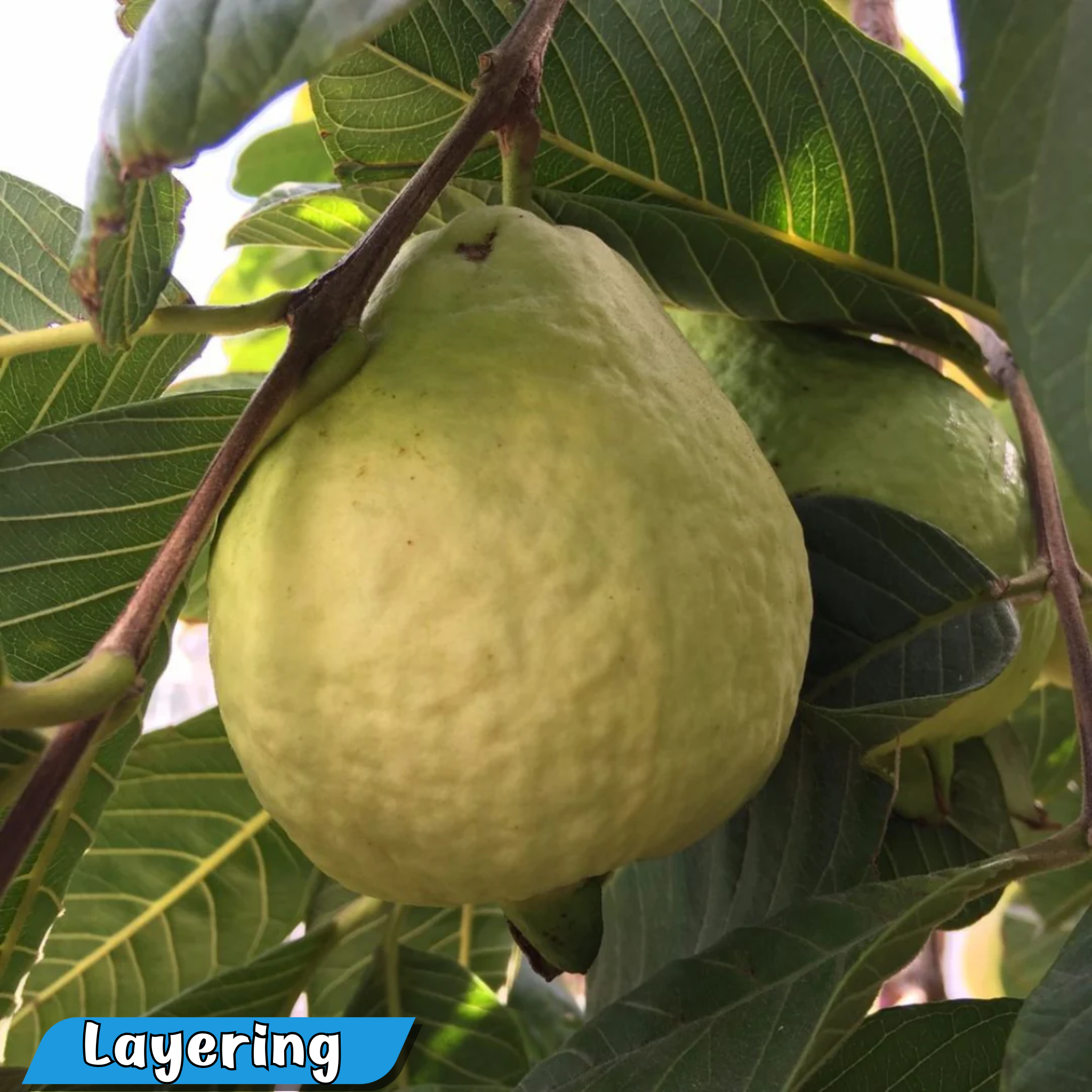 Premium Tropical White Guava Hybrid Fruit Plant: Fresh, Healthy, Home Garden Delight