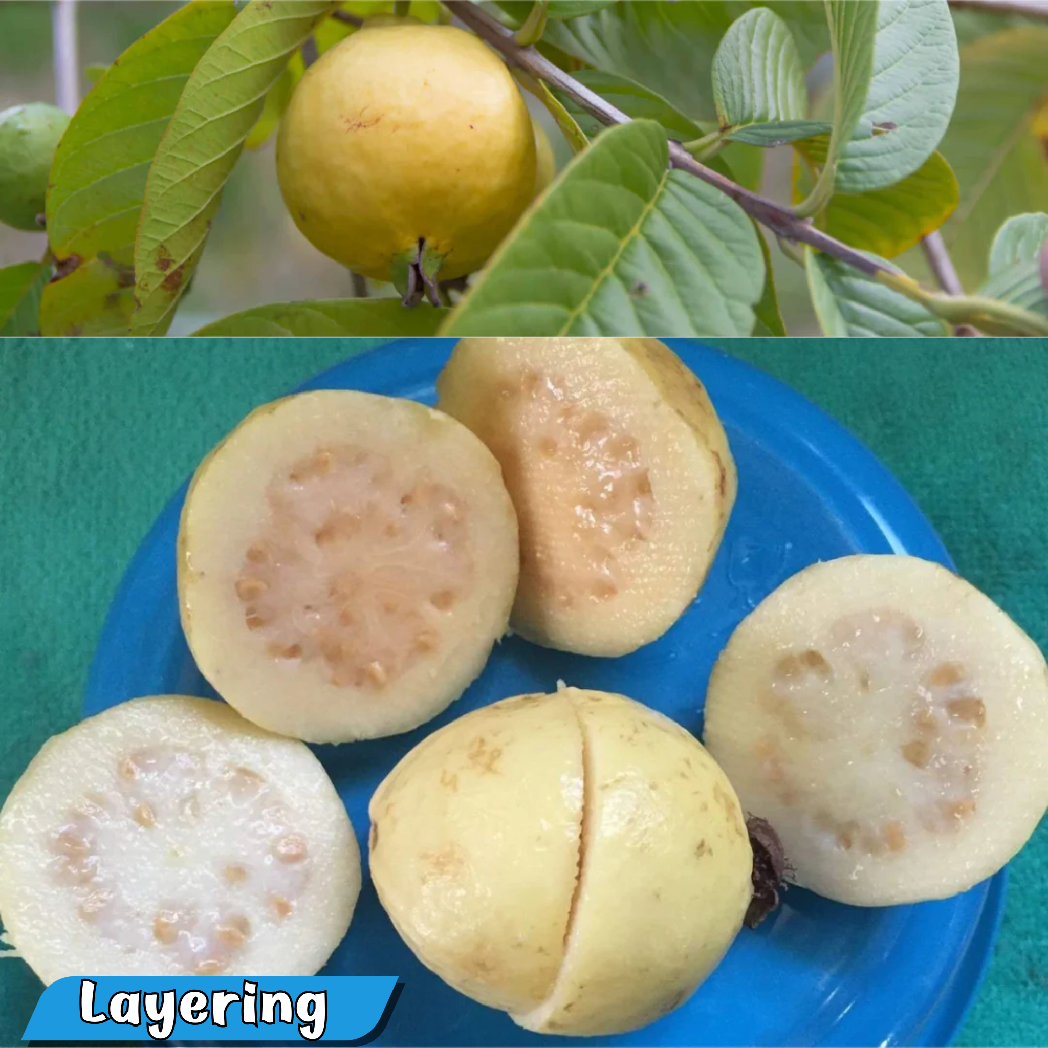 Mexican Cream Guava Hybrid Fruit Plant: Delicious, Aromatic, and Easy to Grow