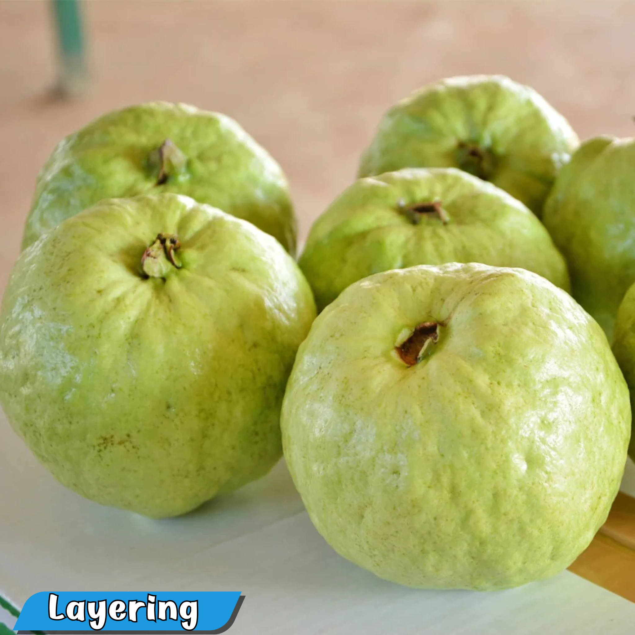 Premium Thai Super Hybrid Guava Fruit Plant - Live Healthy Specimen
