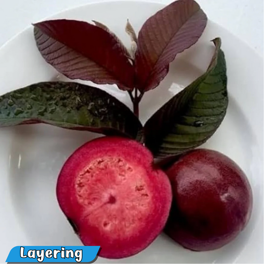 Exotic Malaysian Red Guava Hybrid Fruit Plant: Grow Your Own Sweet Tropical Delight