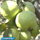 VNR Bihi Hybrid Guava Fruit Plant: Healthy Live Guava Tree for Home Garden