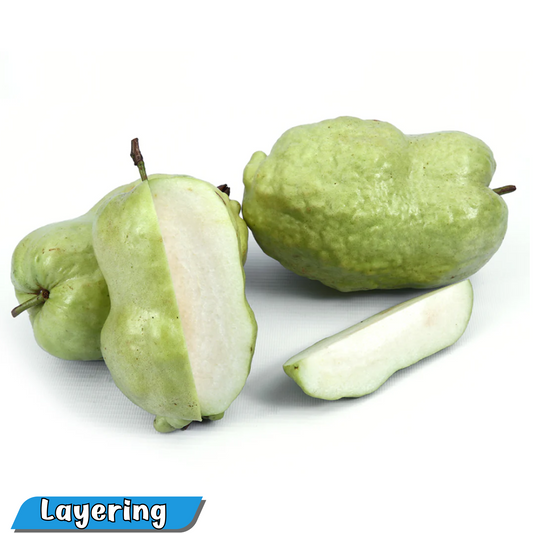 Indonesian Seedless Guava Hybrid Fruit Plant - Healthy Live Plant in Polybag