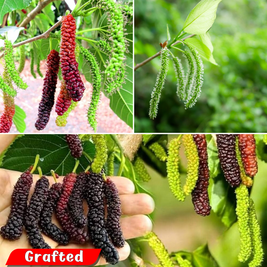 Black Long Mulberry Fruit Plant: High-Yielding, Delicious, and Nutritious Berries