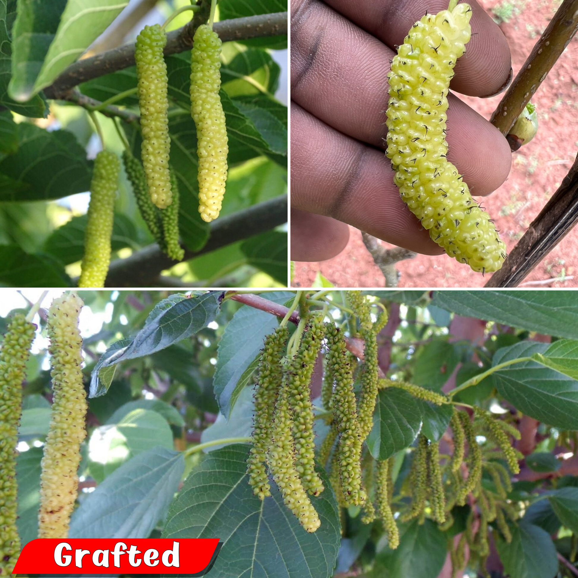 Golden Long Mulberry Fruit Plant: Antioxidant-Rich, Easy-Grow, Delicious, Nutritious Garden Addition