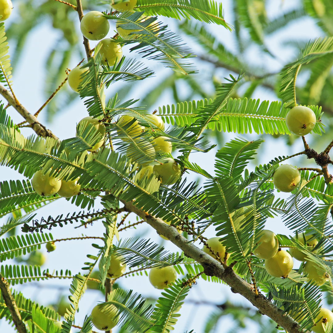 Indian Gooseberry / Amla / Phyllanthus emblica - Fruit Plant