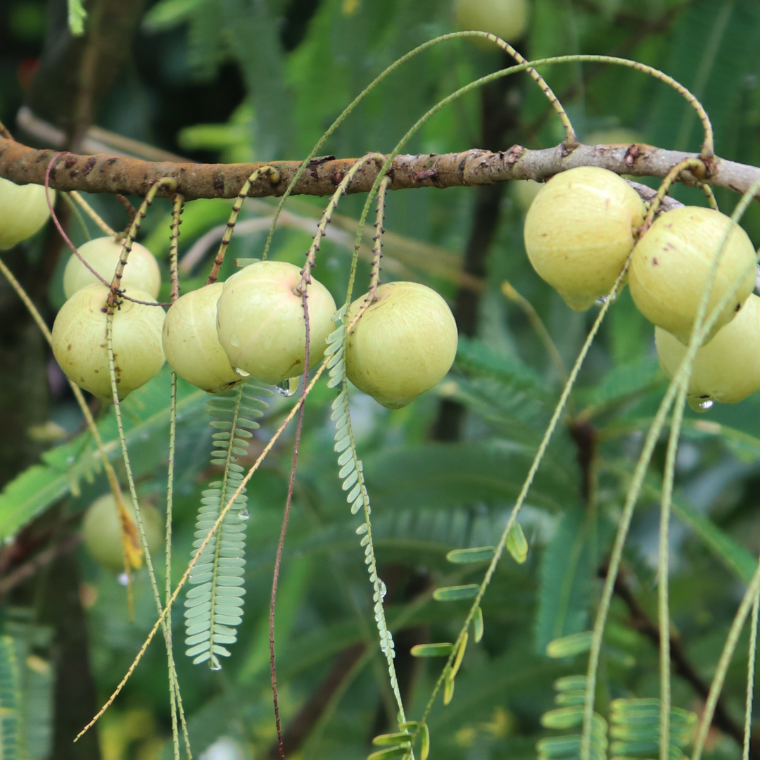 Indian Gooseberry / Amla / Phyllanthus emblica - Fruit Plant