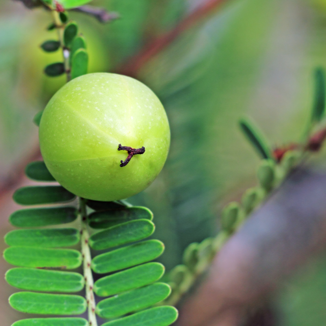 Indian Gooseberry / Amla / Phyllanthus emblica - Fruit Plant