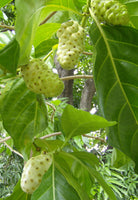 Rare Noni Fruit Plant Cheese Fruit- 1 Healthy Plant Medicinal Plant