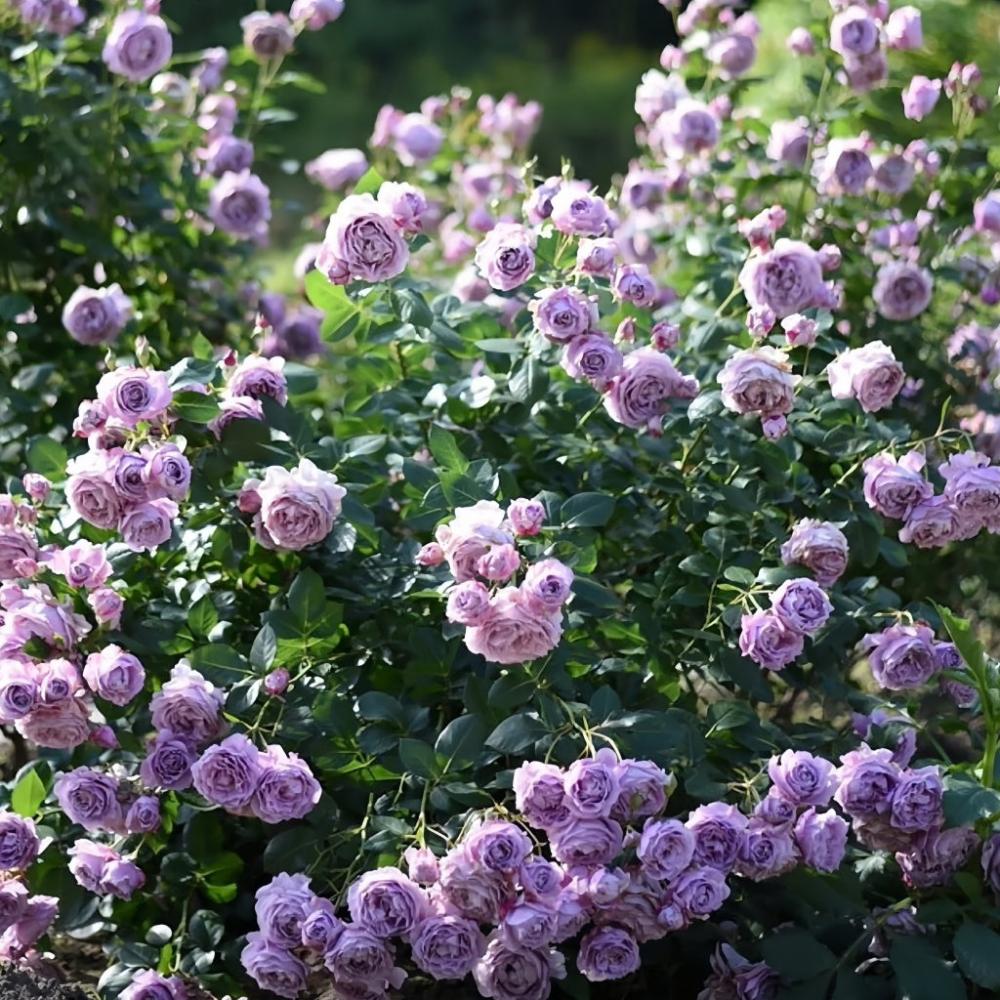 Exotic Hybrid Climbing Rose Flower Seeds – Pack of 20  - Novalis - Rose Seeds