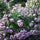 Exotic Hybrid Climbing Rose Flower Seeds – Pack of 20  - Novalis - Rose Seeds