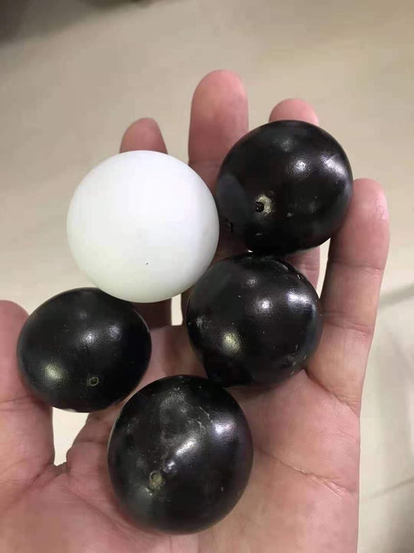 Jaboticaba Plinia Oblongata Fruit Plant