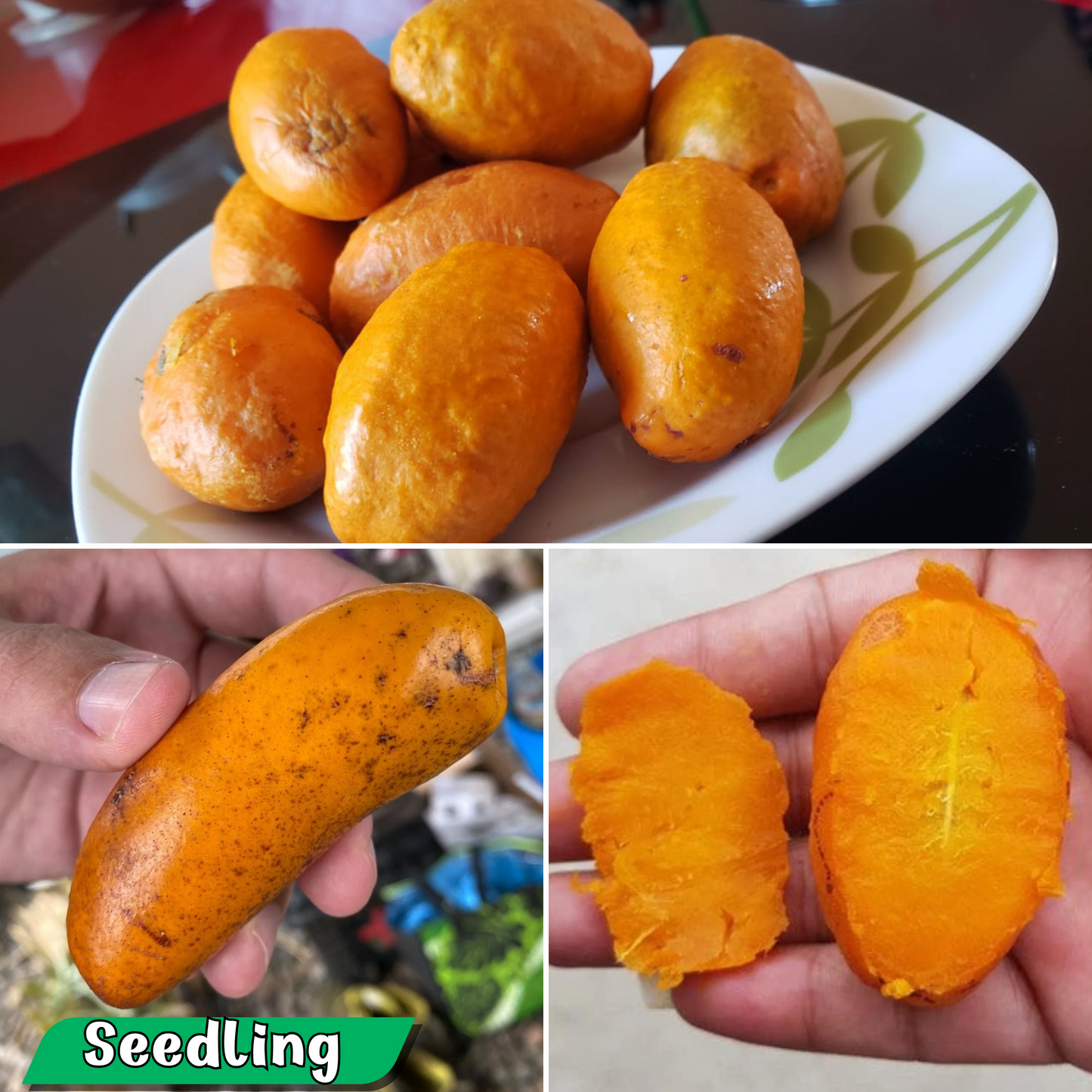 Olosapo - Couepia polyandra - Fruit Plant