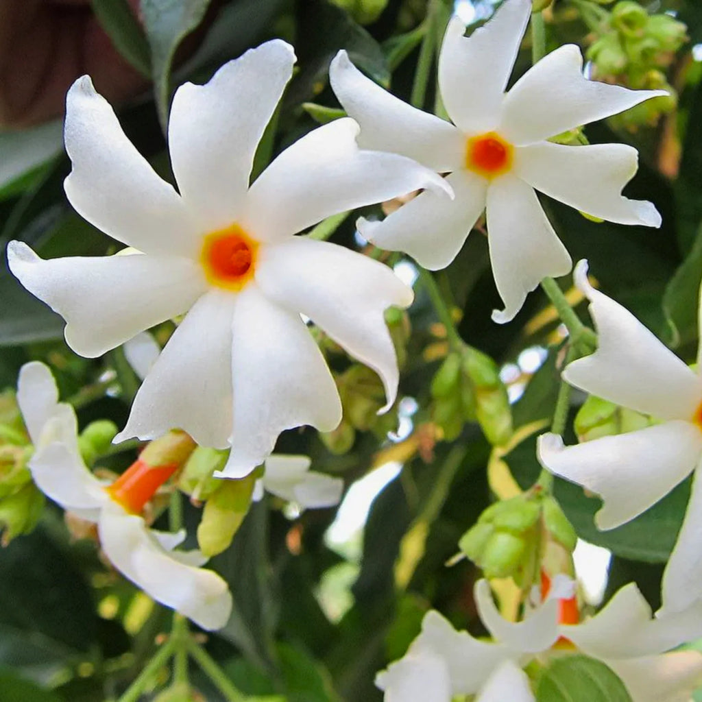 Parijat Flower Plant / Harshringar / Night Jasmine (Shiuli) – 1 Healthy Live Coral Jasmine Plant in Grow Bag - Best Selling