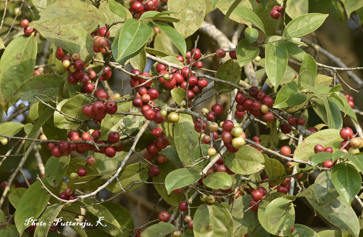 Flacourtia Montana-Medicinal Plant