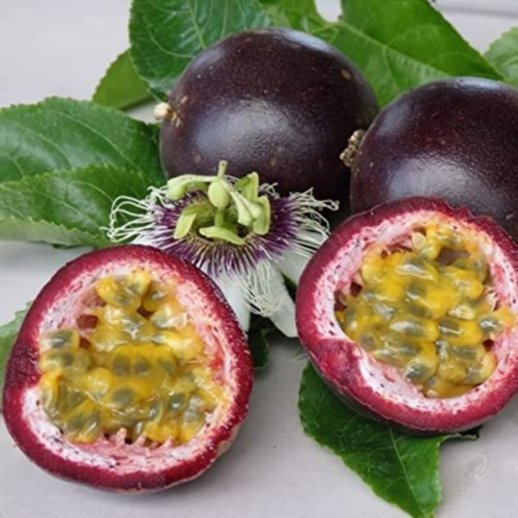 Passionfruit - Black Fruit Plant