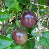 Passionfruit - Kavery Fruit Plant
