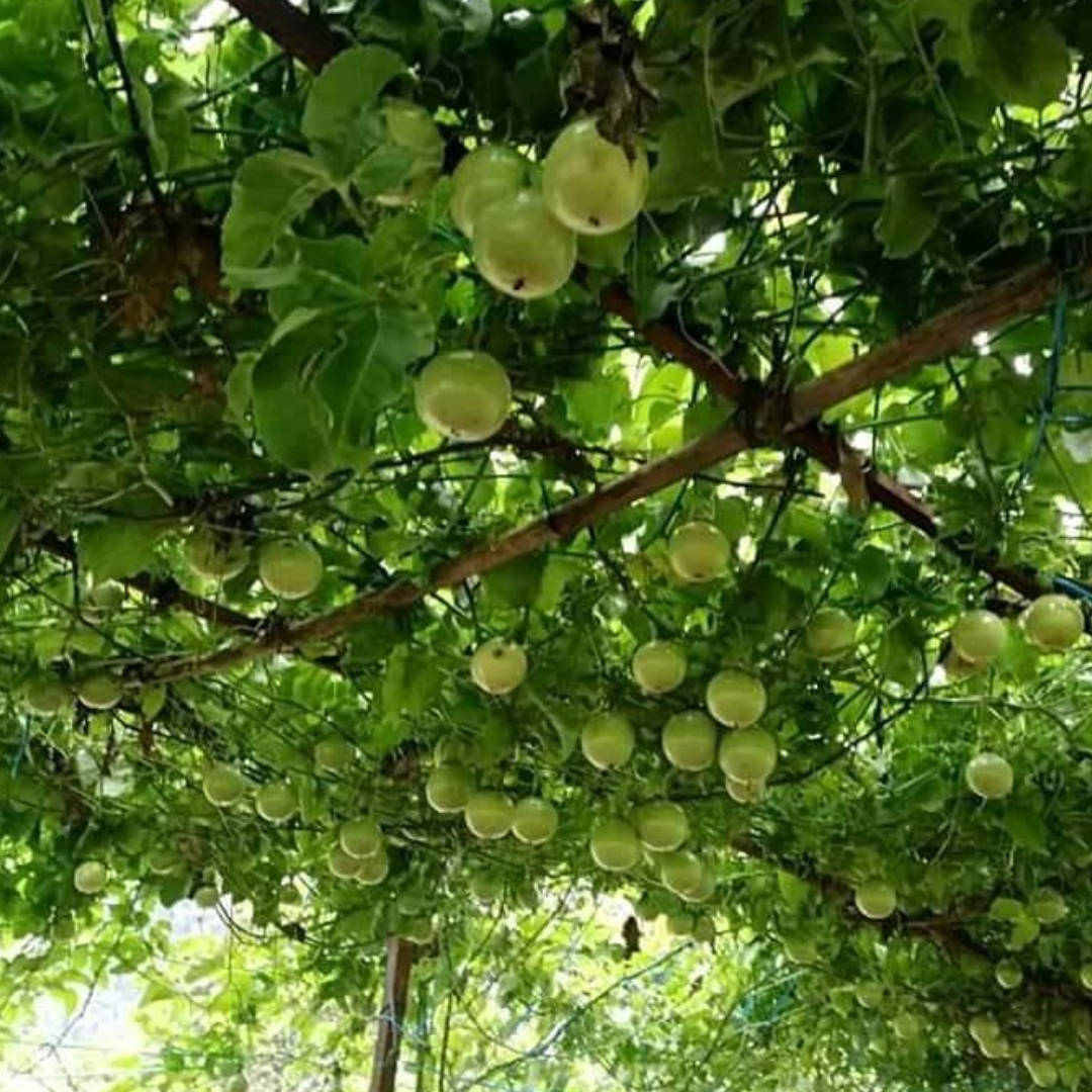 Passionfruit - Panama Gold Fruit Plant