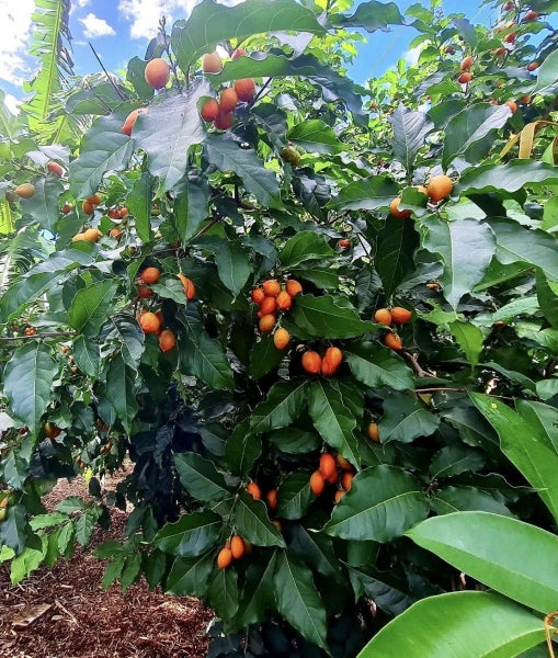 PEANUT BUTTER FRUIT PLANT EXOTIC PLANTS