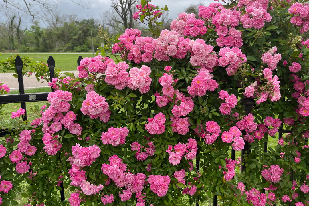 Exotic Hybrid Climbing Rose Flower Seeds – Pack of 20  - Madame Driout - Rose Seeds