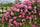 Exotic Hybrid Climbing Rose Flower Seeds – Pack of 20  - Madame Driout - Rose Seeds