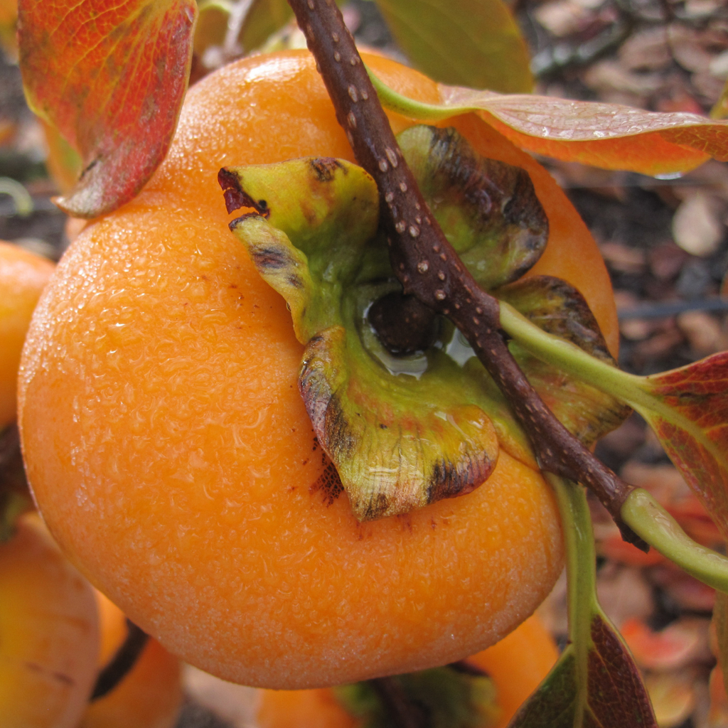 Persimmon - Japanese Persimmon - Diospyros kaki Fruit Plant