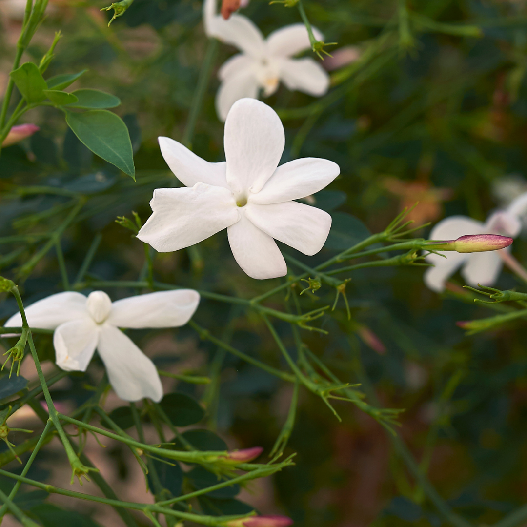 Fragrant Pichi Spanish Jasmine Grandiflorum Live Flower Plant for Your Garden