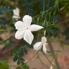 Fragrant Pichi Spanish Jasmine Grandiflorum Live Flower Plant for Your Garden
